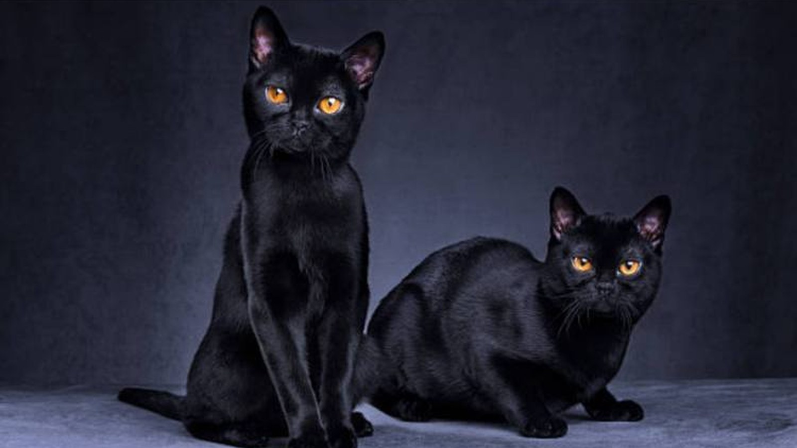 Два чёрных кота